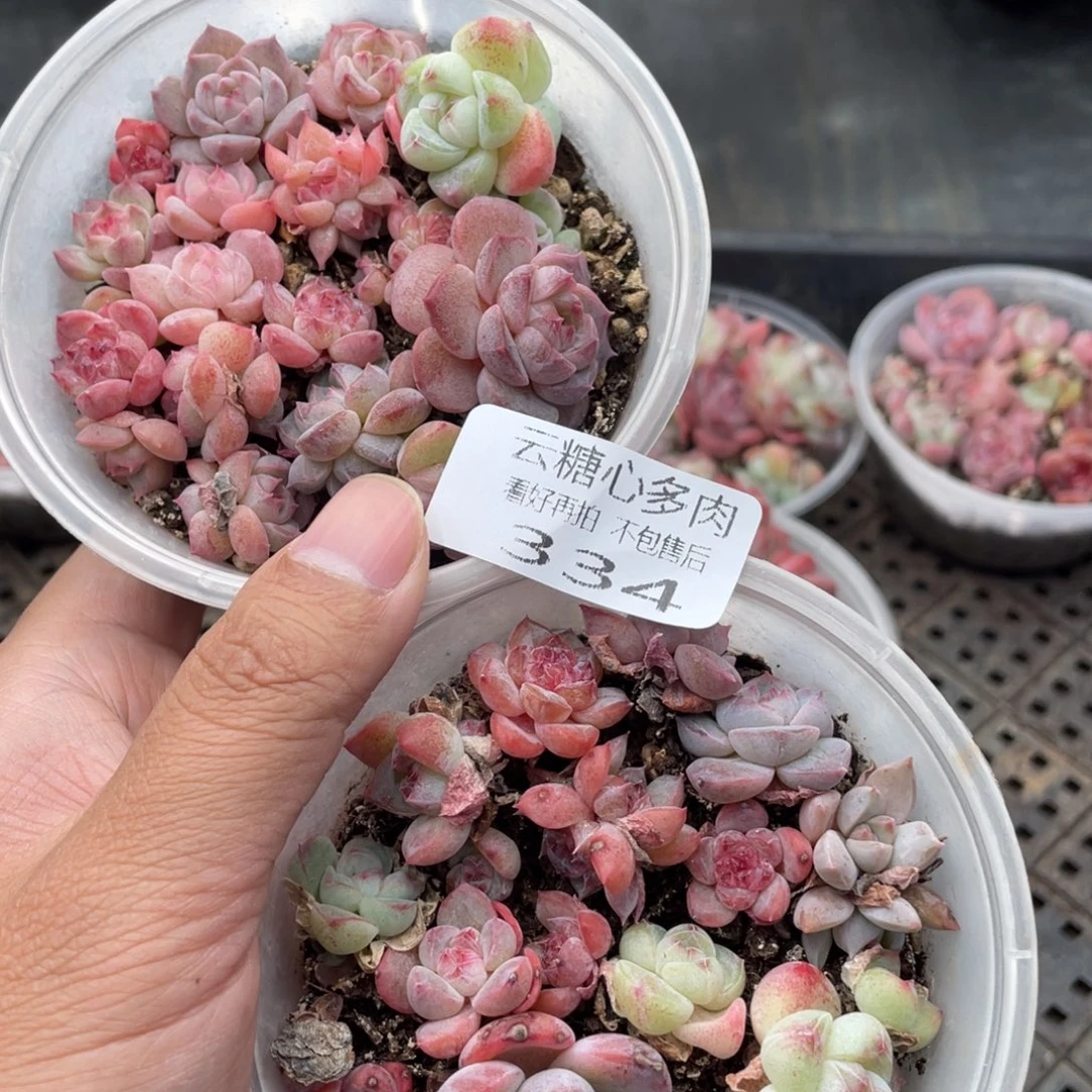 云糖心多肉植物334