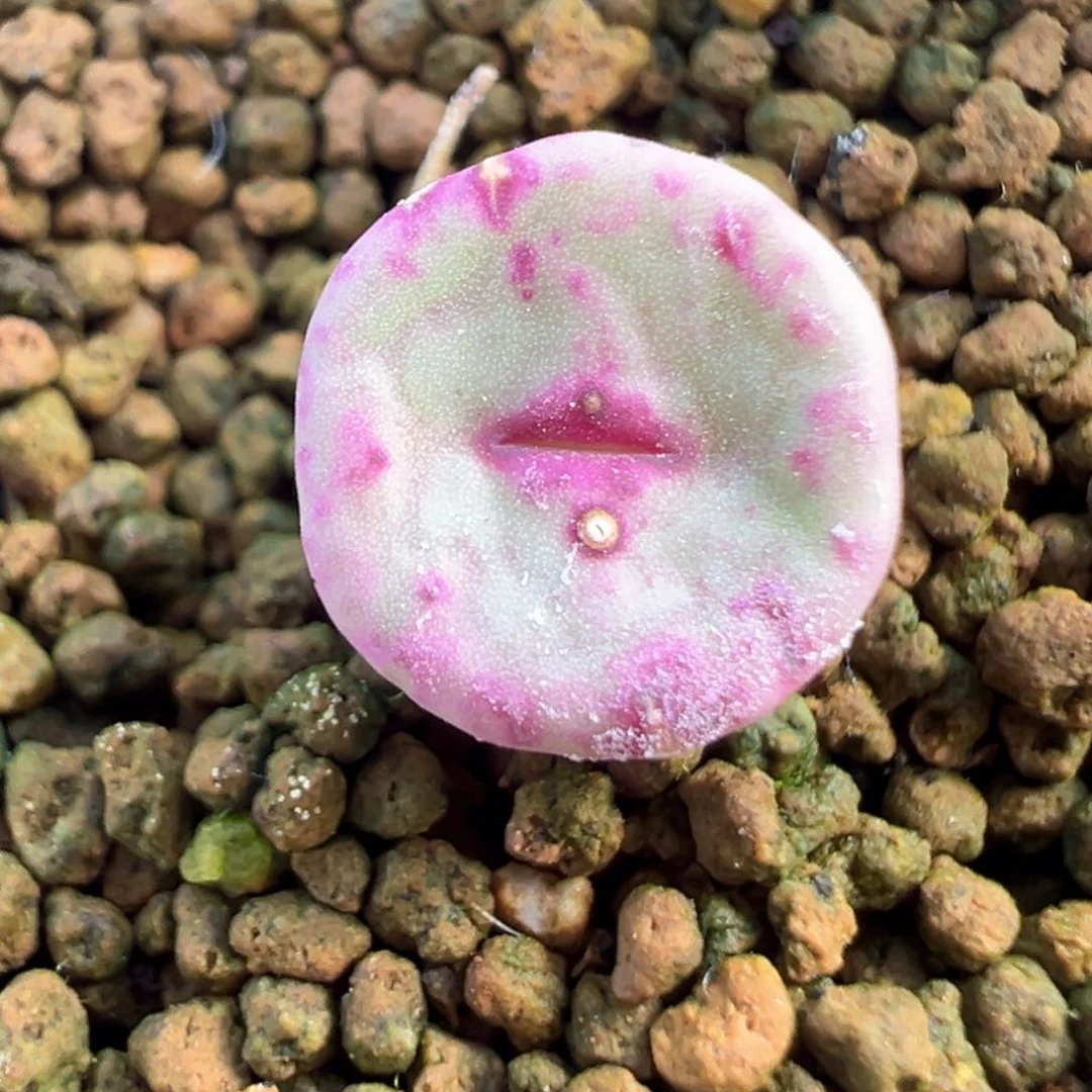 449号se产地嘴。