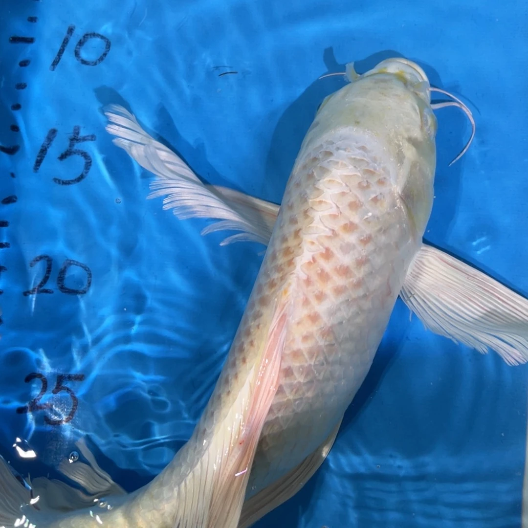 蝴蝶鲤蝴蝶鲤鱼包邮蝴蝶