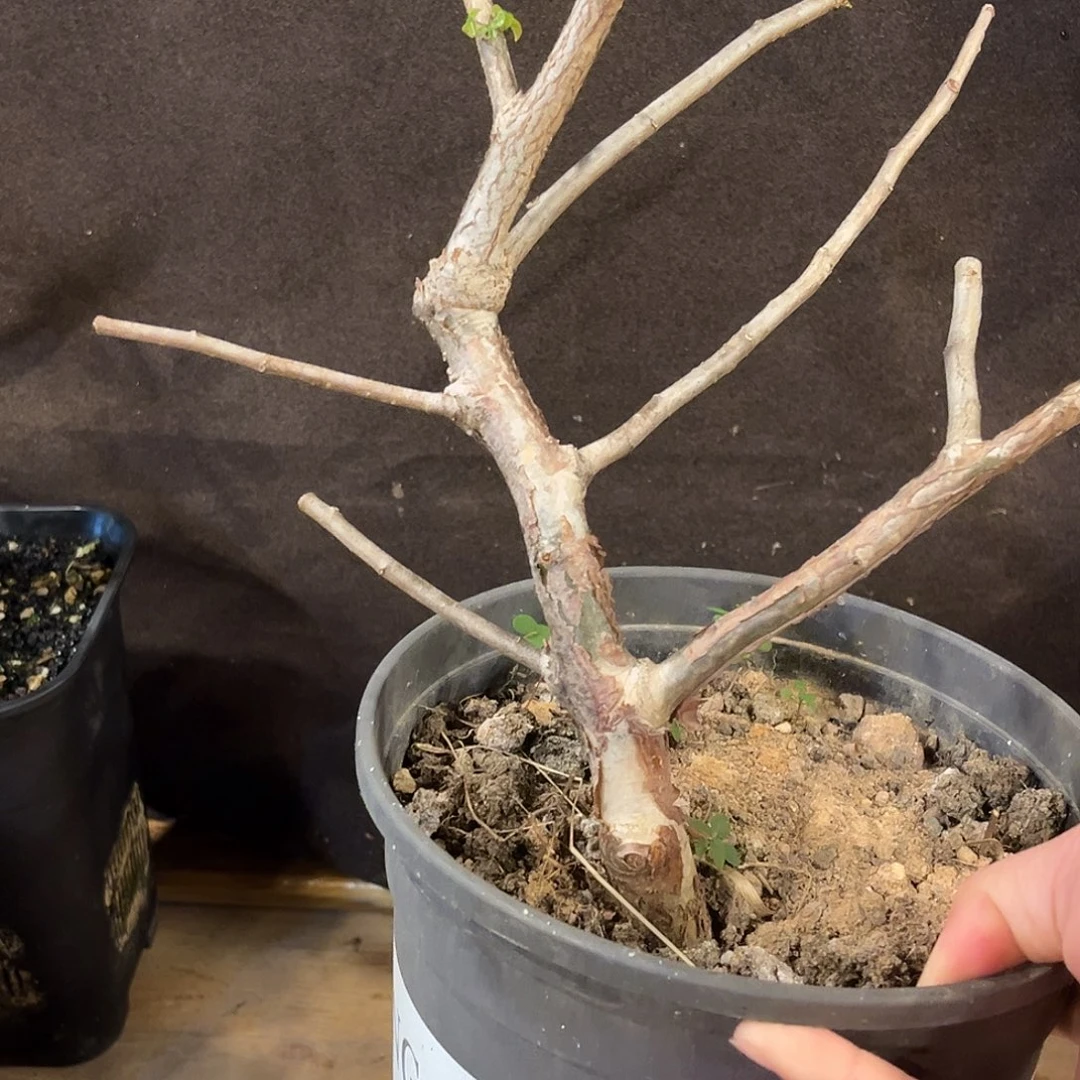 红皮奥比克粗桩潮流植物