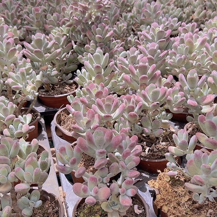 乒乓福娘带盆土特价