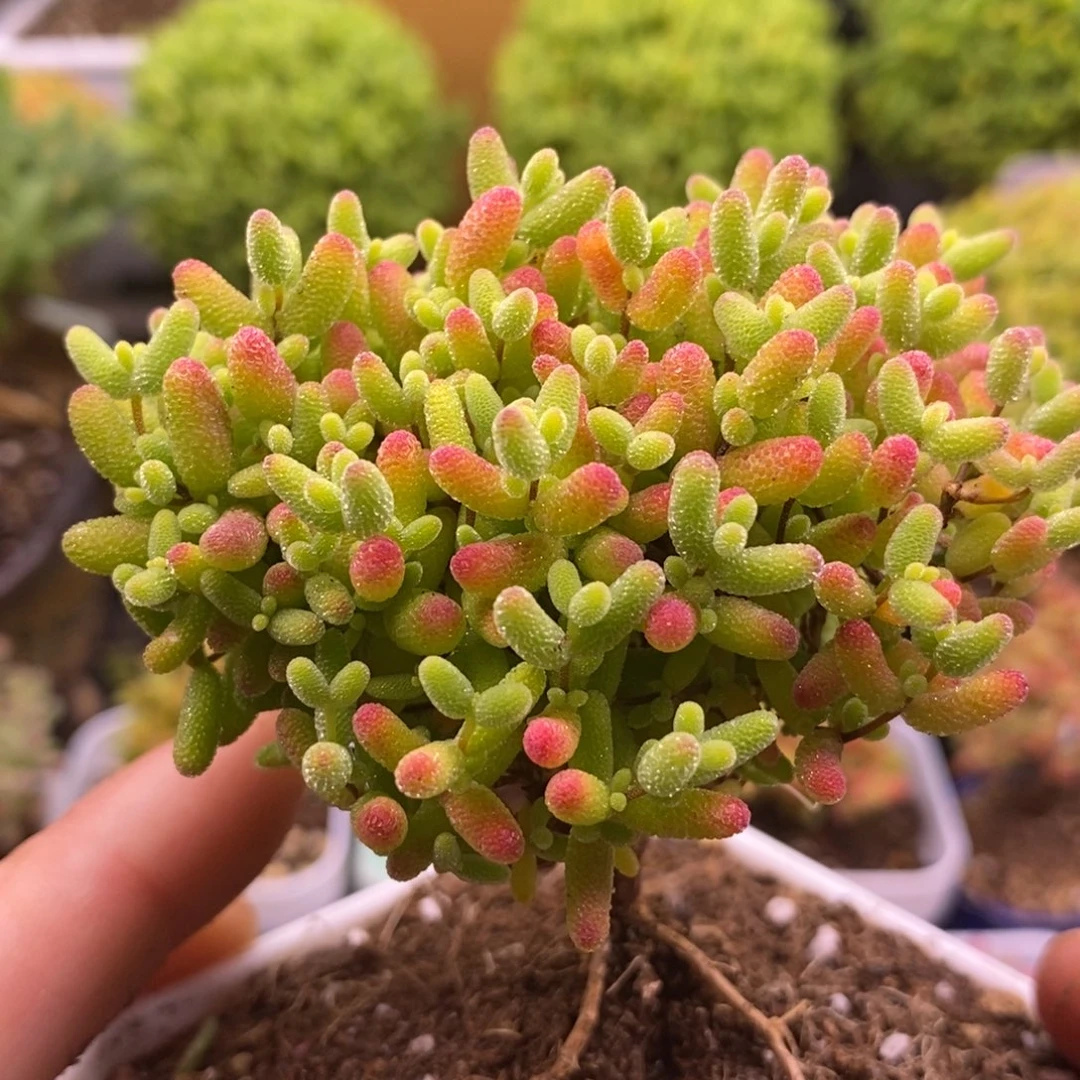 282蜜橘糖球。