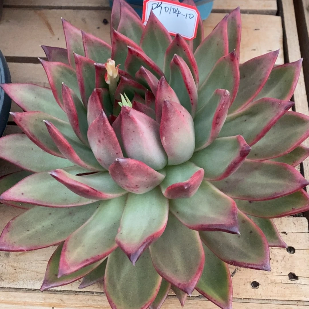 下播福利东云0104-10