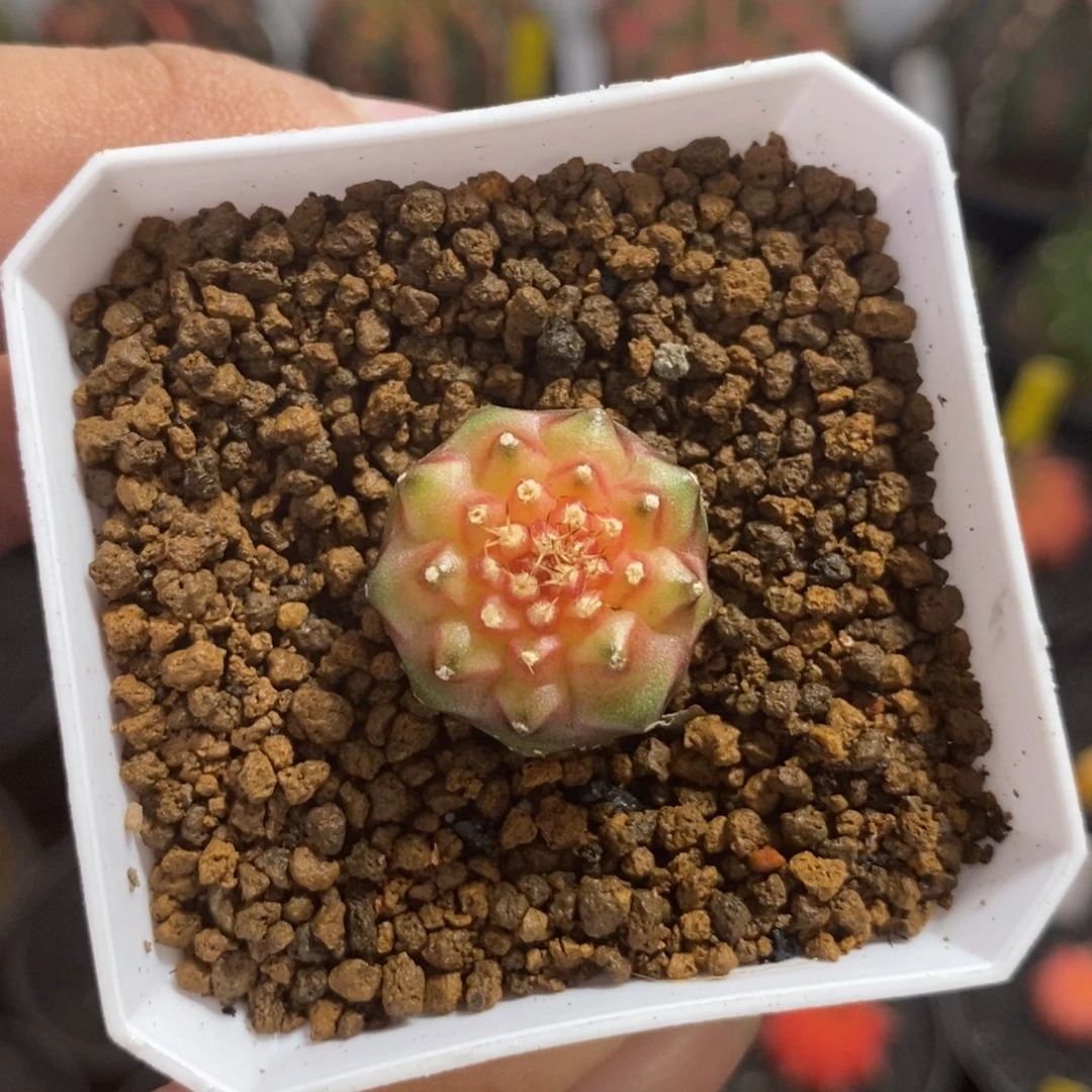 实生轮回—脱土发货46