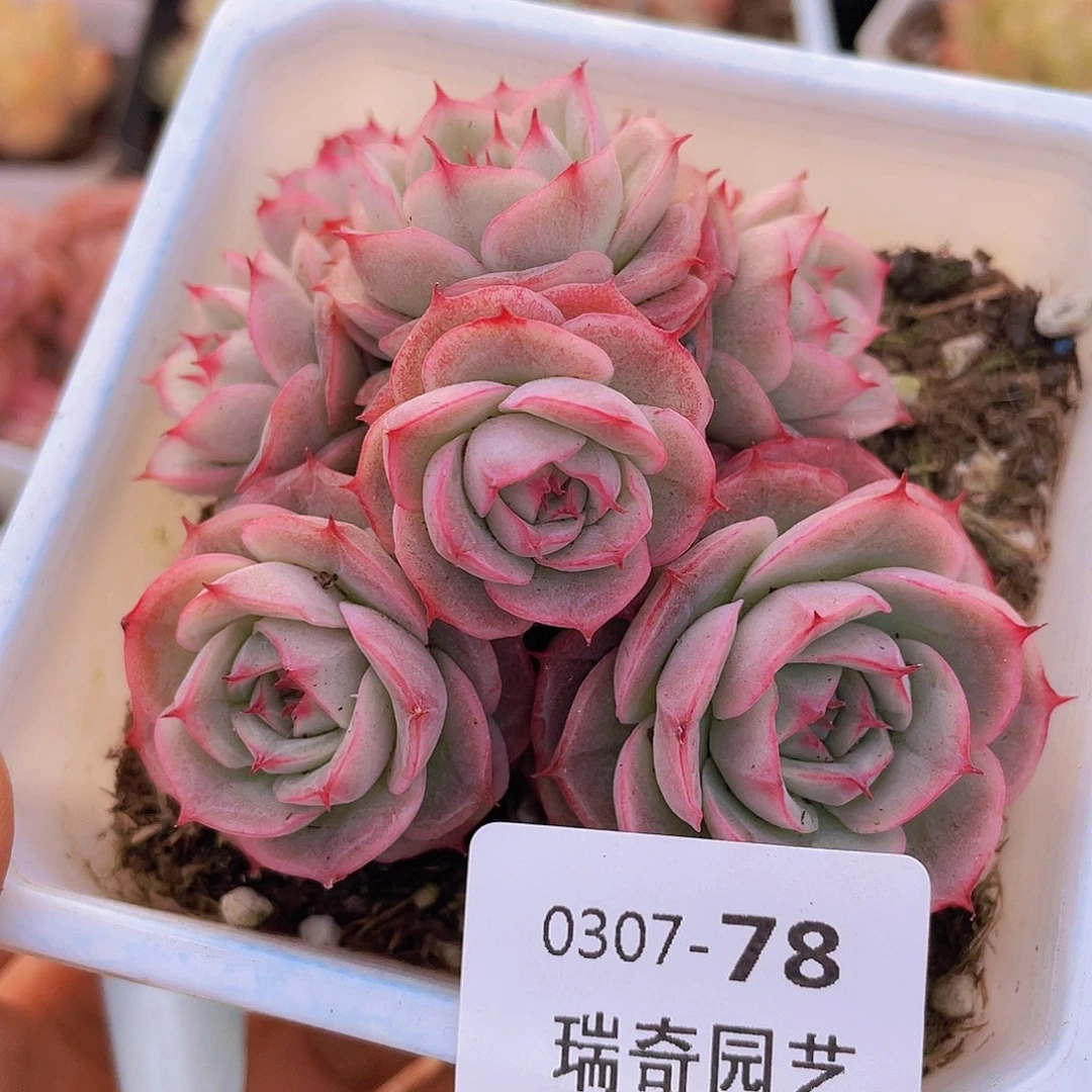 00000000000078量拍