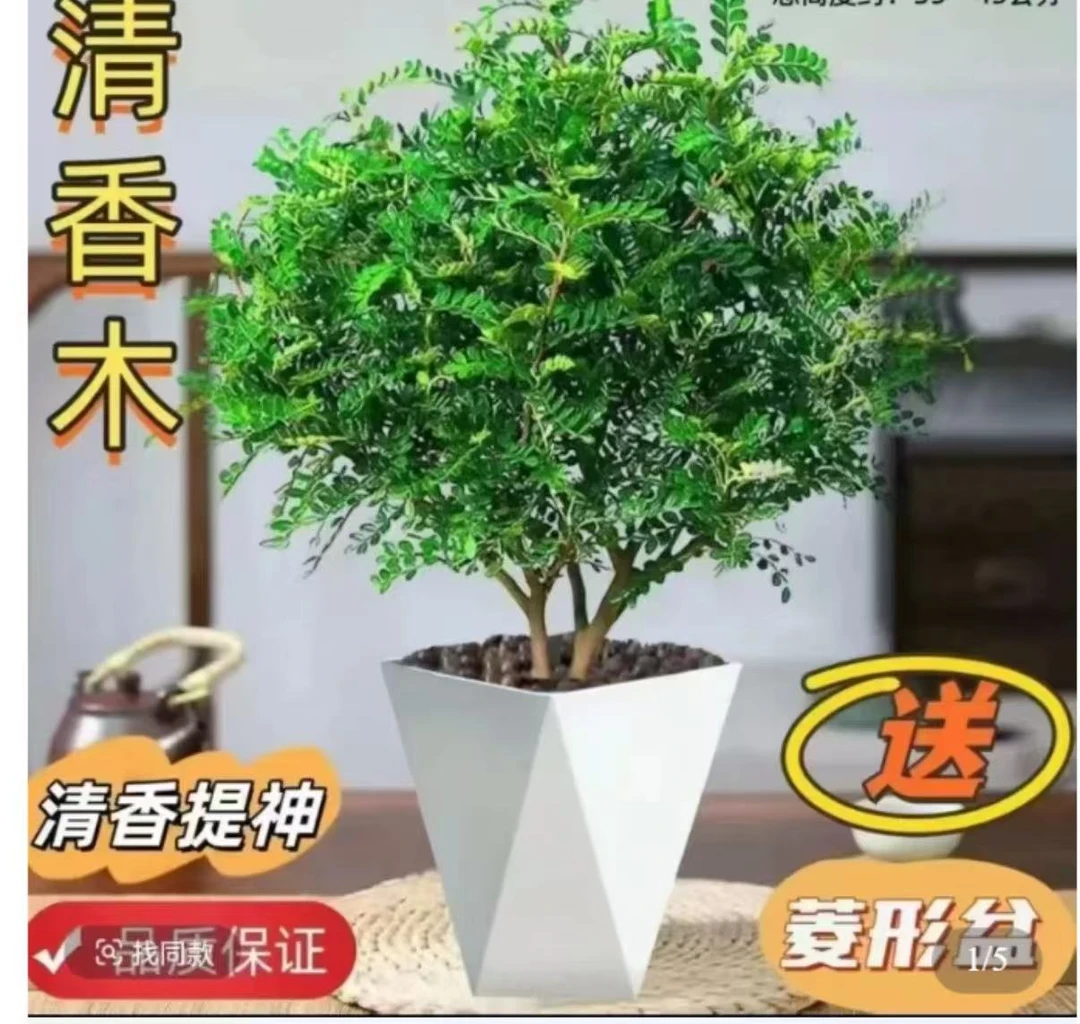 驱蚊虫正宗清香木盆栽花卉绿植四季好养净化空气吸甲醛23公分左右