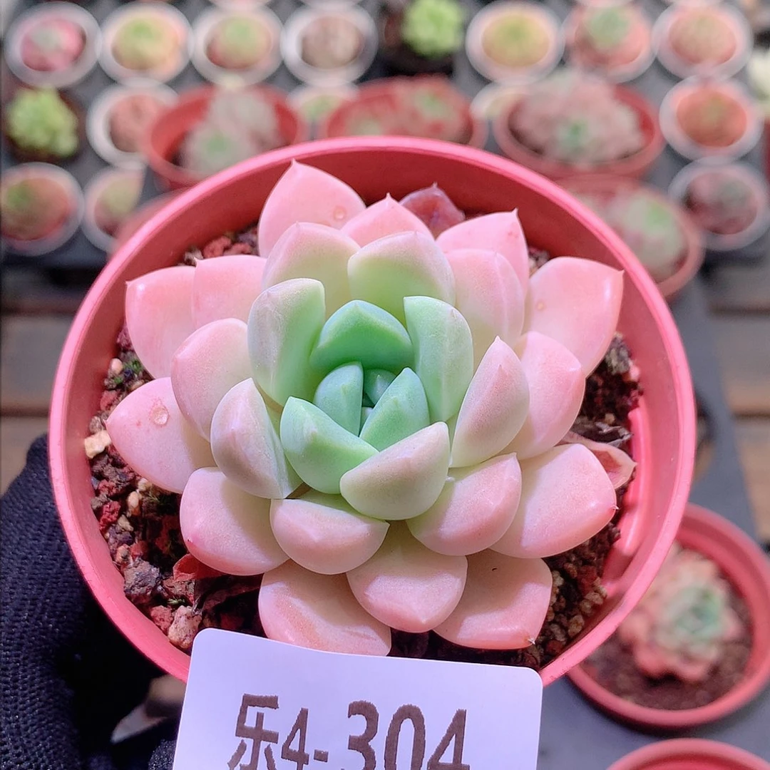 乐然4-304 奶糖单头