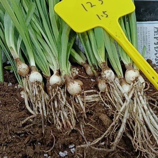 无花朵123/1+发5个