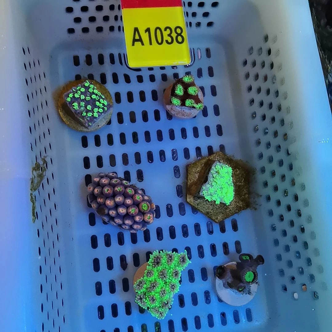 奶嘴海葵1038套餐