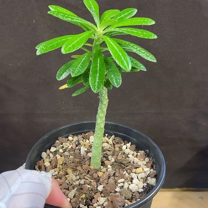 汤圆植物巨硫桑哈