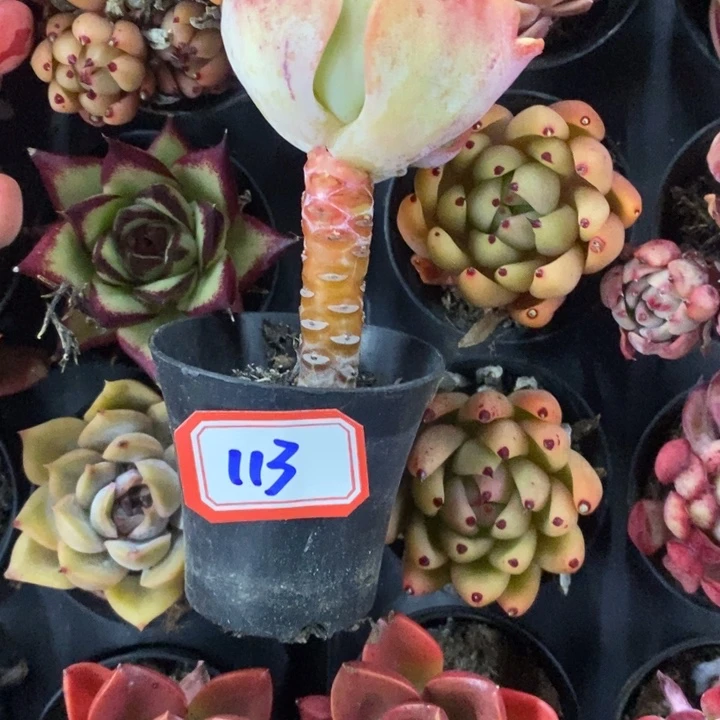 锦**?一物一拍碧桃多肉113