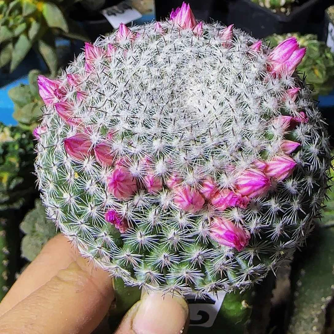 恋山彦412仙人球