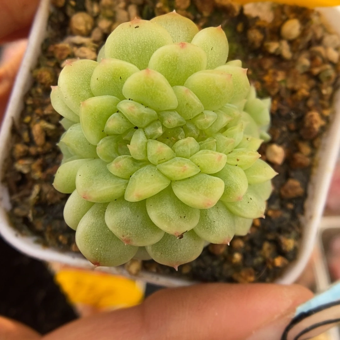 纸鸢缀化406号。