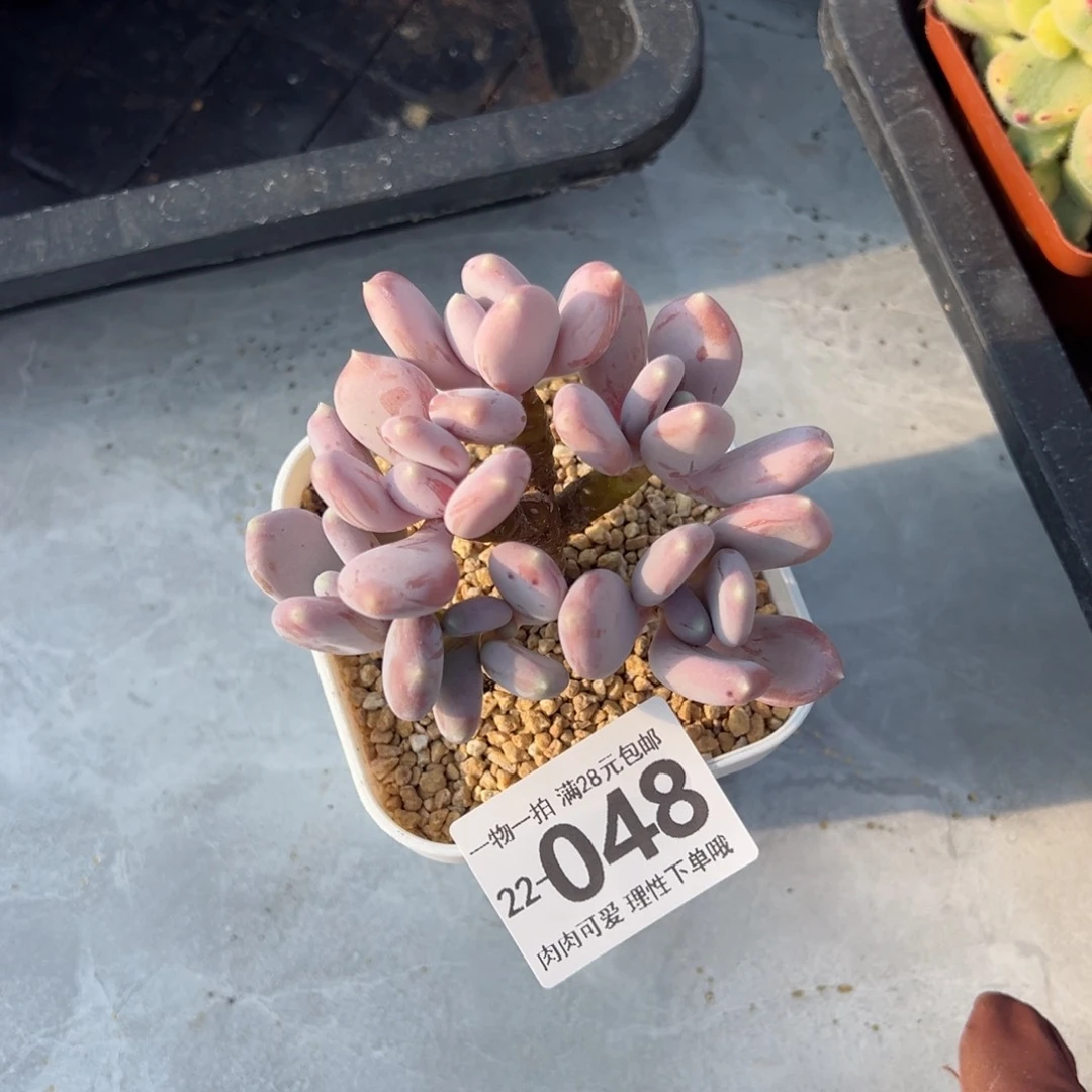 稻田姬多肉多肉多肉多肉