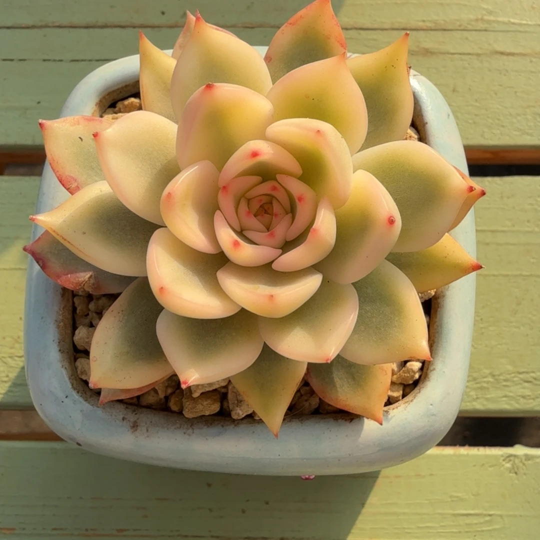 玛丽皇后锦锦上园艺一物一拍