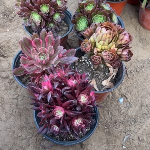 714多肉植物组合