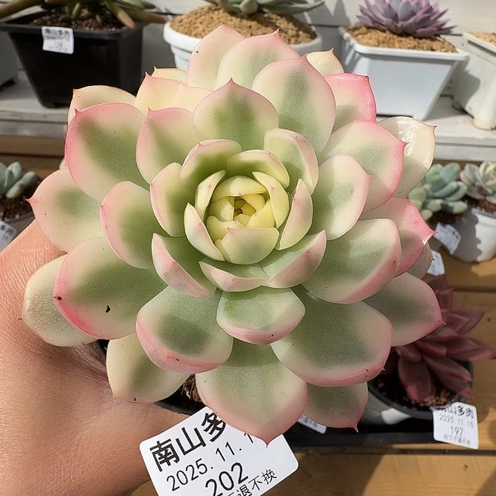 粉水晶锦1111115-202