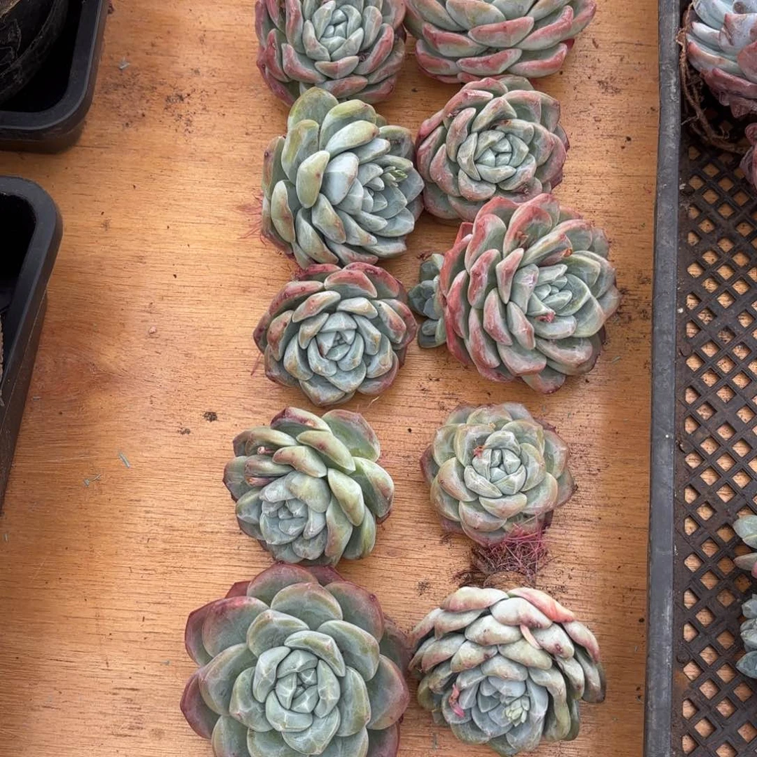 m***李Miss李姐的10个冰玉