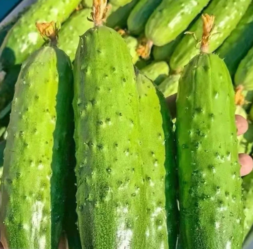 新鲜现摘旱黄瓜清甜脆嫩多汁农家自种水果蔬菜生吃黄瓜小黄瓜