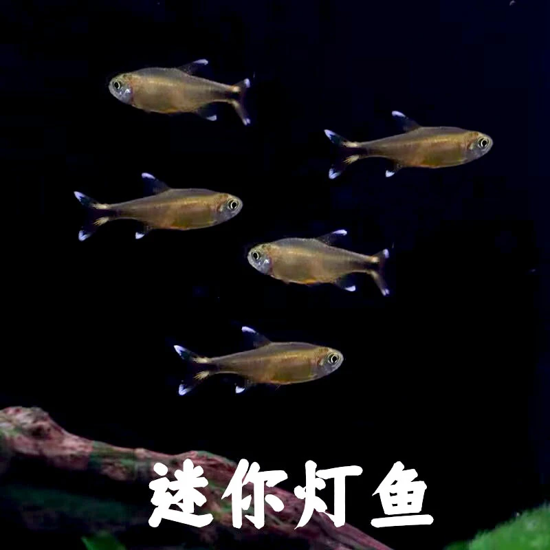 迷你灯鱼满天星热带观赏小型红绿灯草缸群游灯科鱼活体包邮观赏鱼