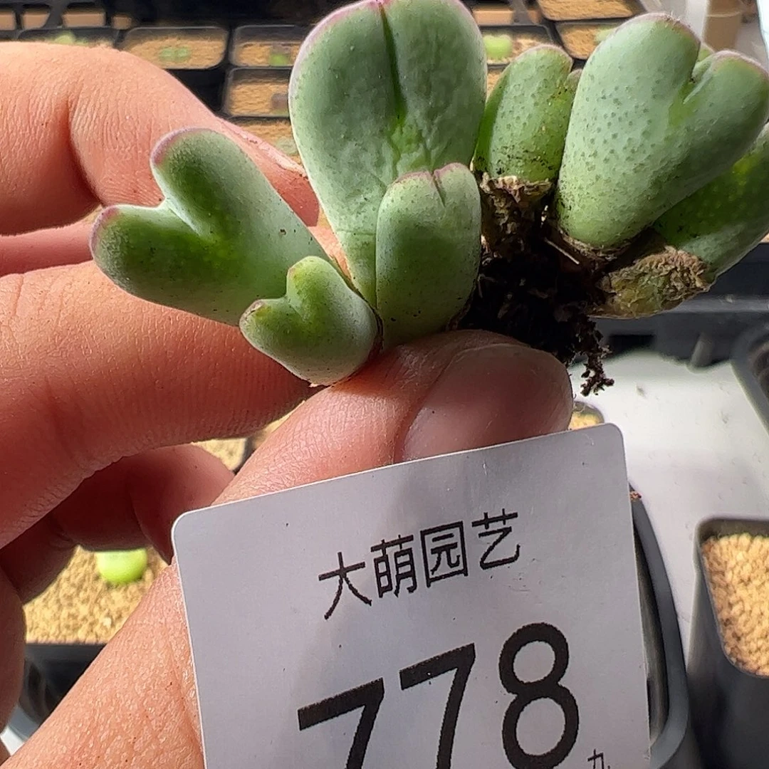 壹***媛一物一拍         778