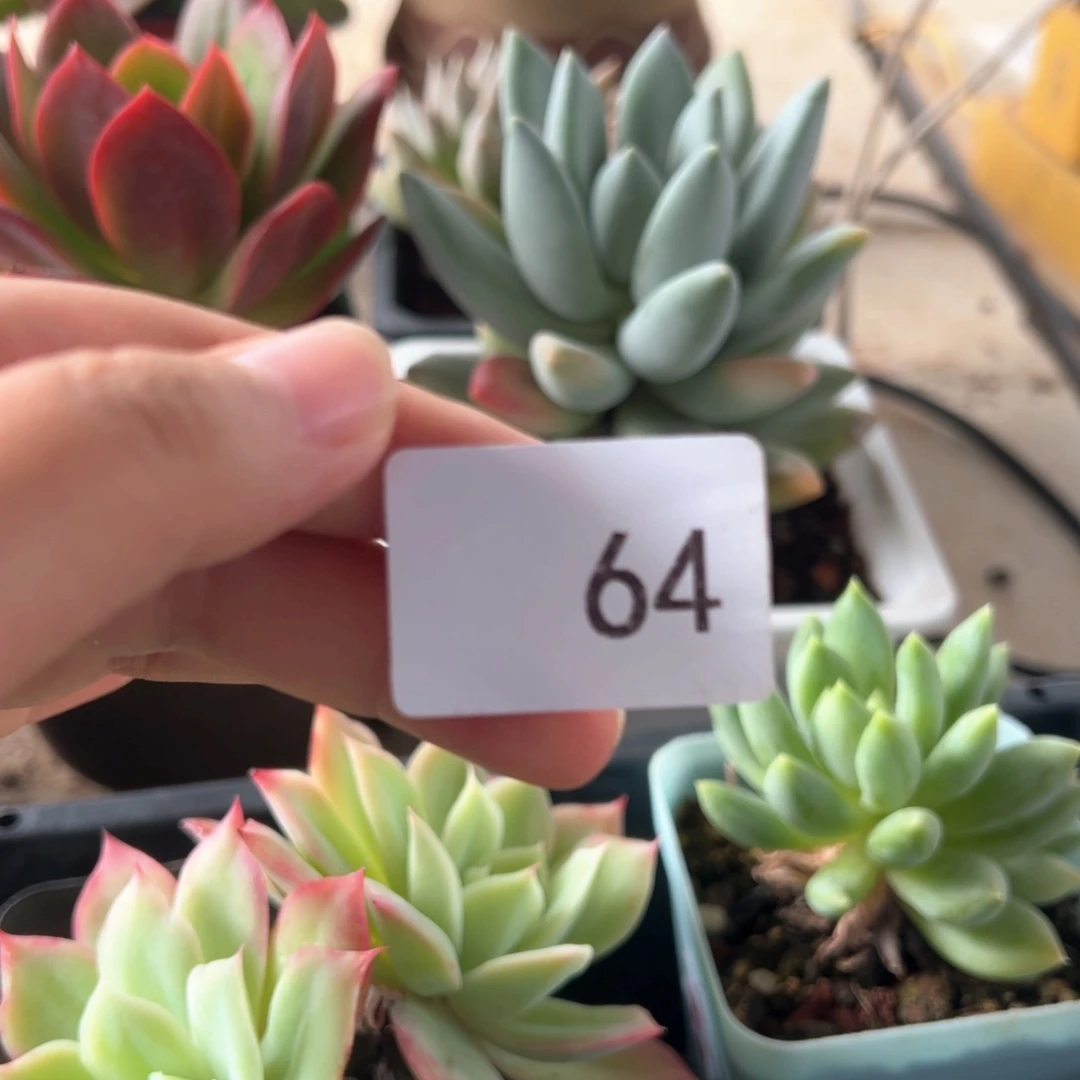 【闪购商品】?*豆64。 1111111111