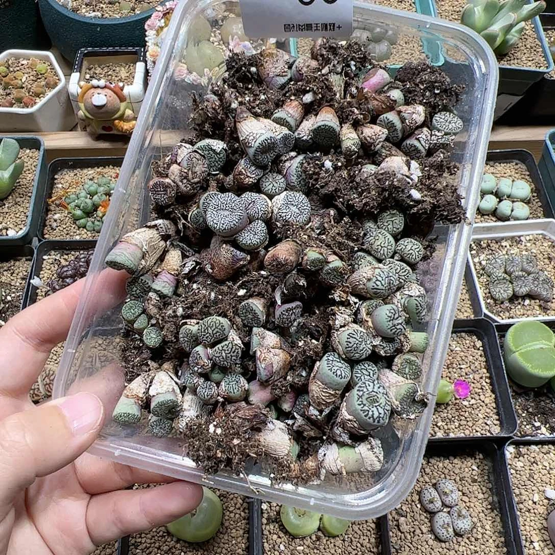 【闪购商品】23 清盒 全部