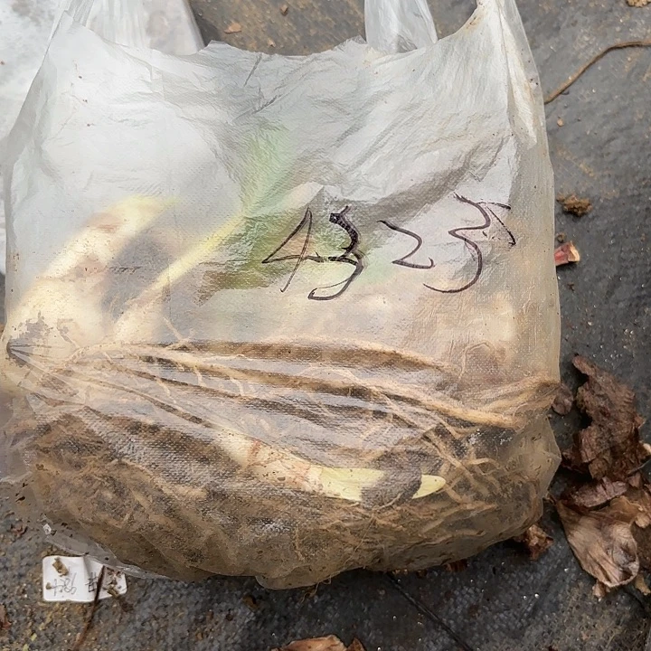 用****1杂交两棵4323开花无售后