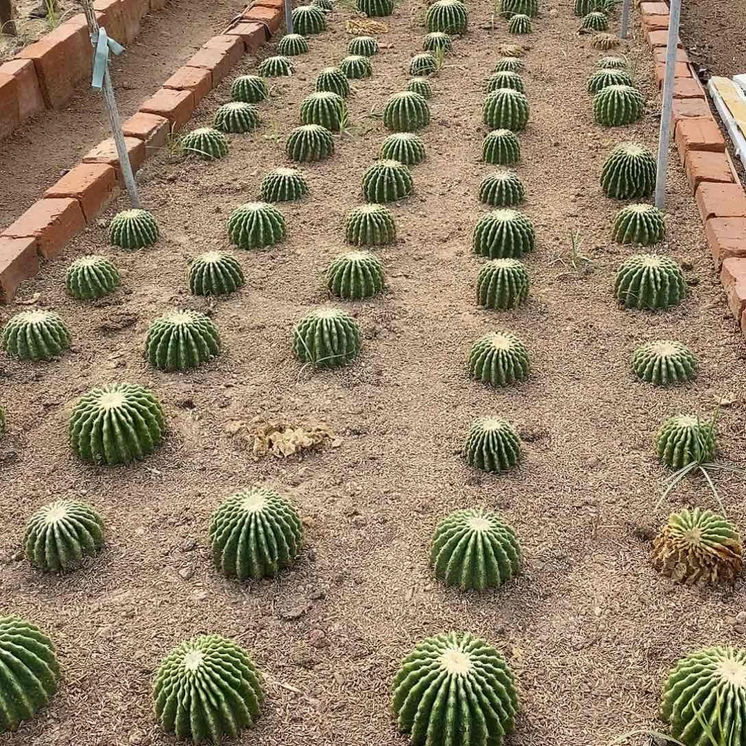 裸虎直径10公分1颗