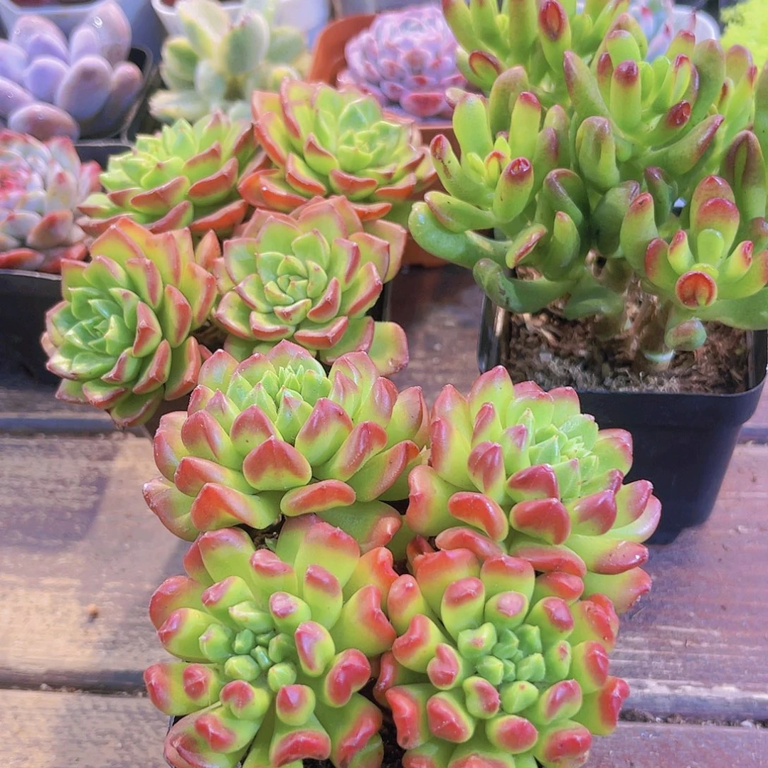 红灯笼➕招财猫➕地亚群7方盆