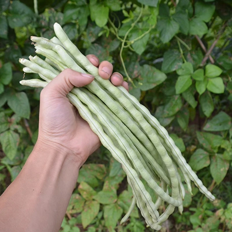 【全店满五包包邮】八月豆角种籽架豆厚肉豇豆种子蔬菜种孑