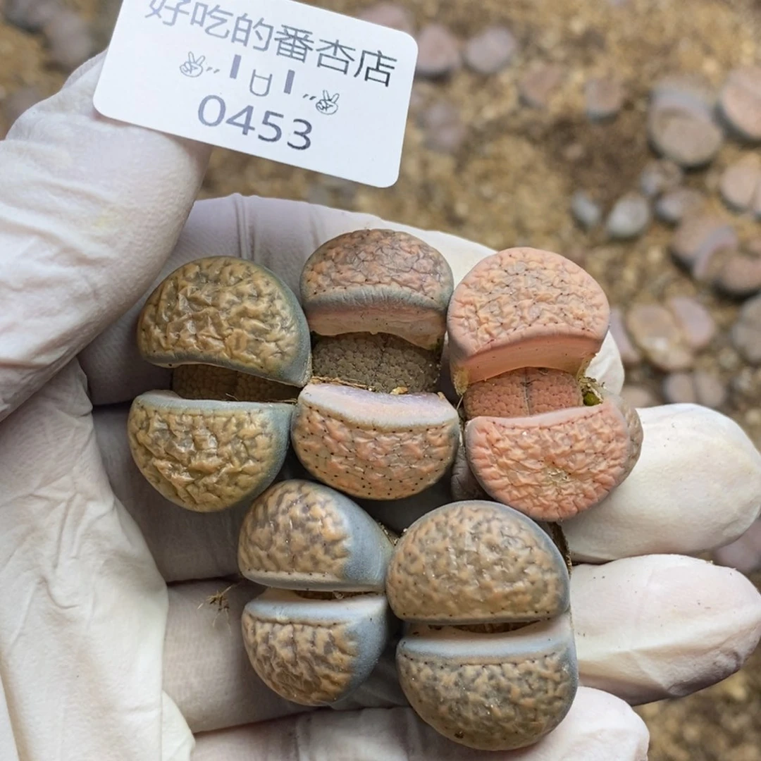 0453。零下拍保温。