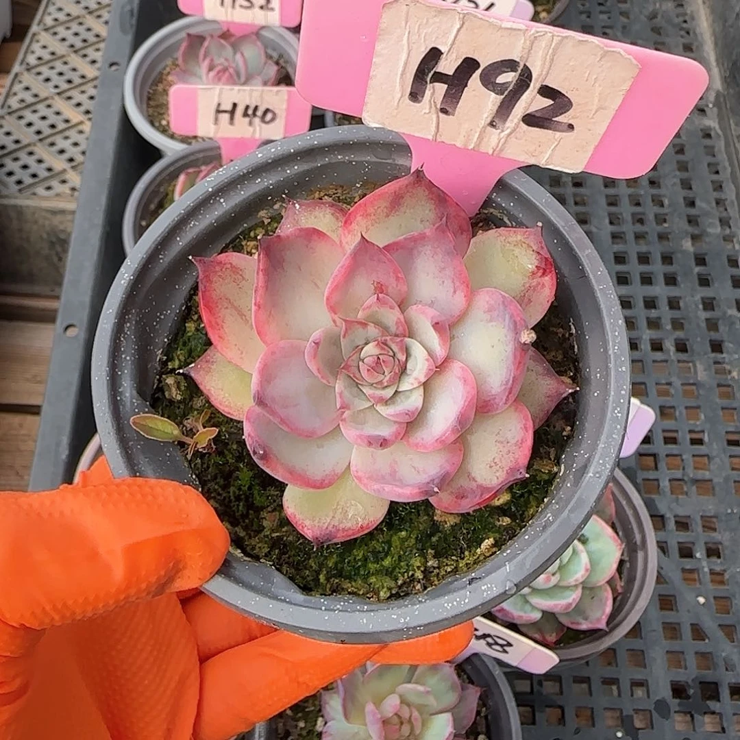 熊***毛H92惊鸿单头多肉