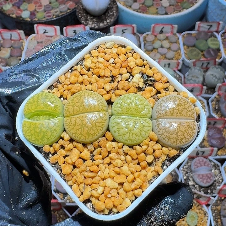 生石花3:：：。在。 31号