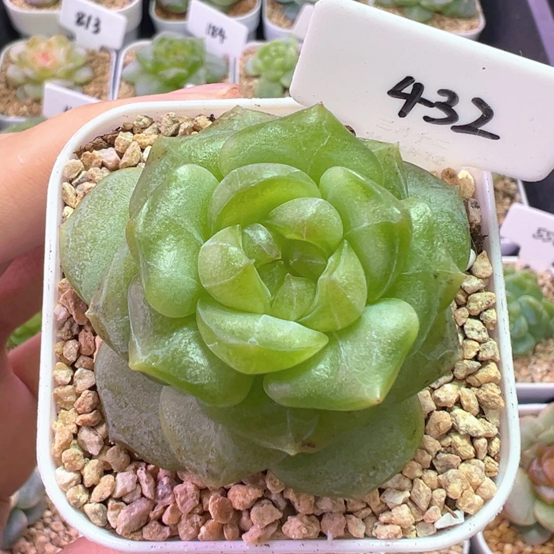 432号星域有晒斑 晗雨多肉