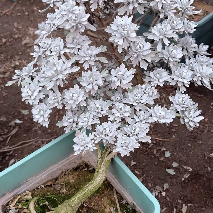 冥***雕无花朵带土球发货