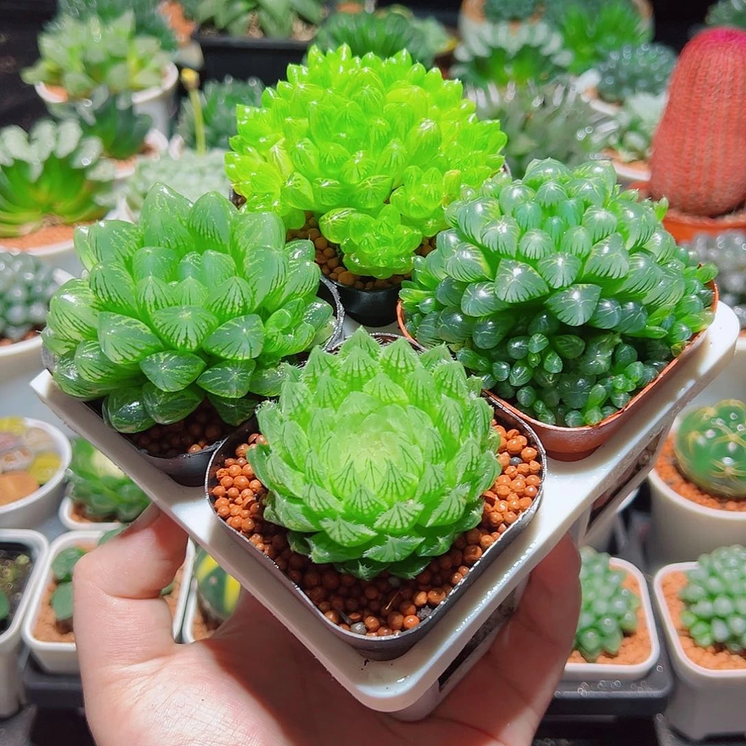 樱水晶姬玉露群雪花水晶草多肉