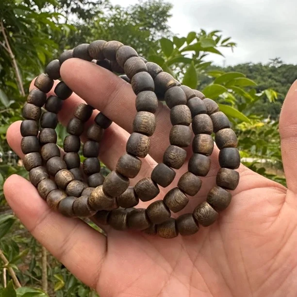 沉香母树08鼓珠单圈古树多样性发一条