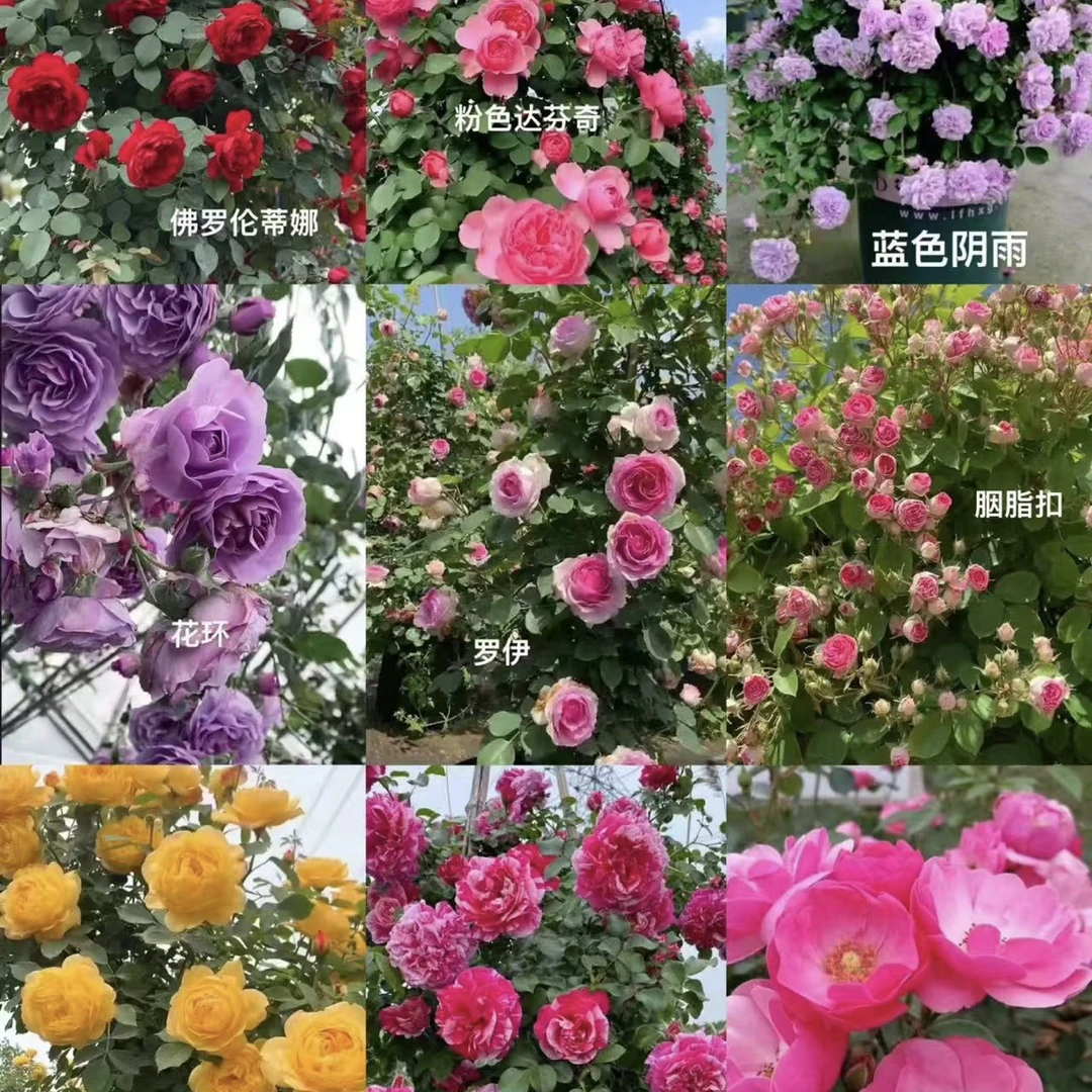 爬藤月季花苗大花浓香耐寒耐晒四季开花爬墙蔷薇适合阳台庭院
