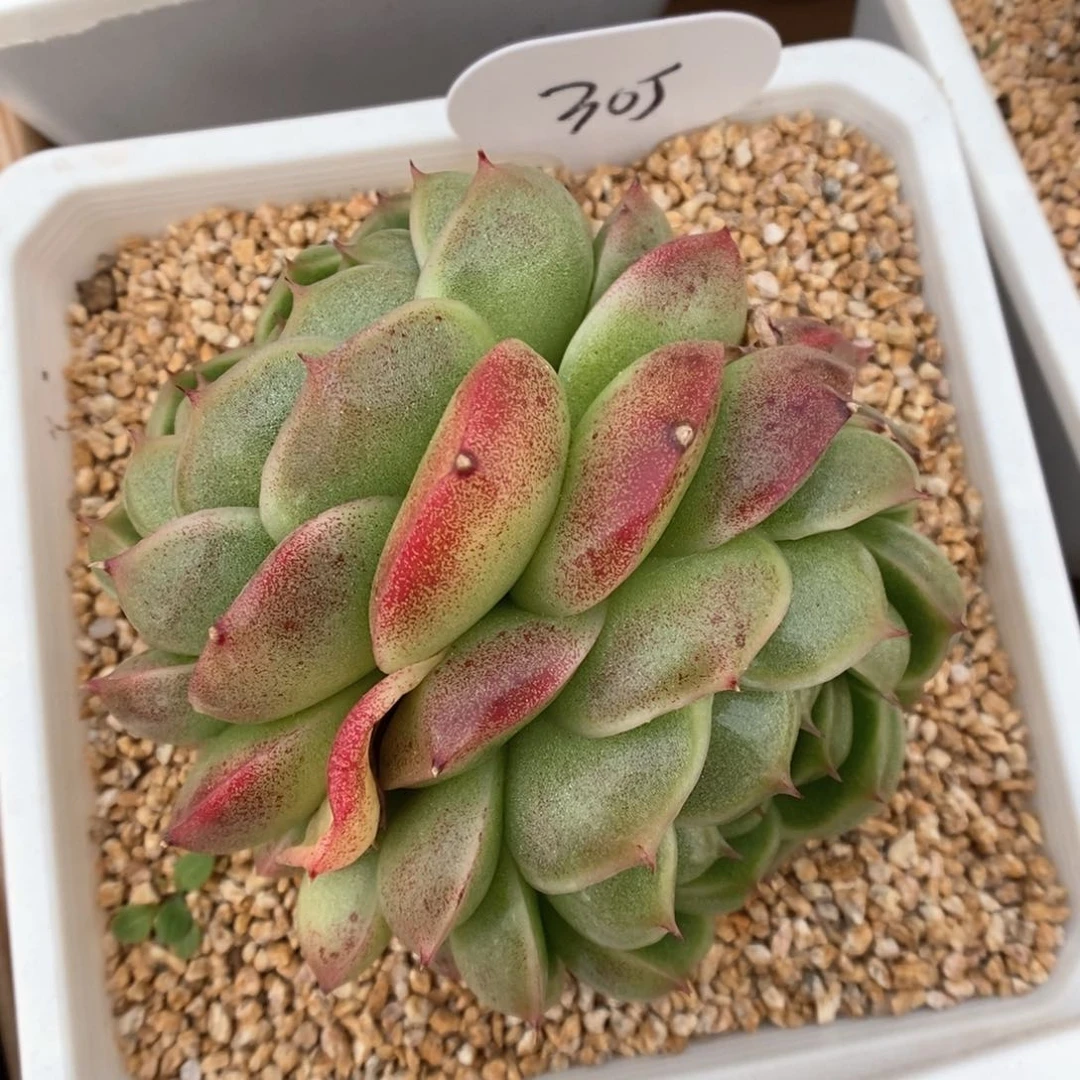 翡冷翠麦秆305号。