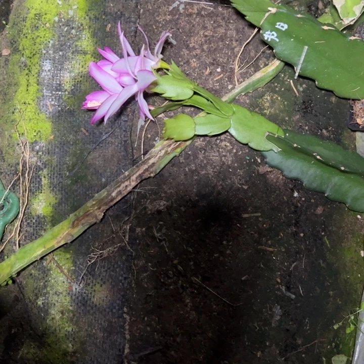 云***轻桑吉塔自根小苗补发