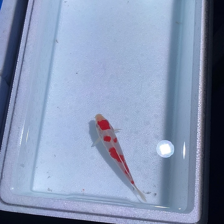 锦鲤锦鲤活鱼开箱包活
