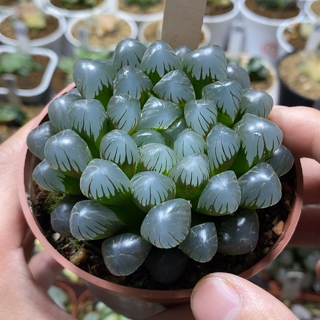 10潘氏冰灯哈哈哈