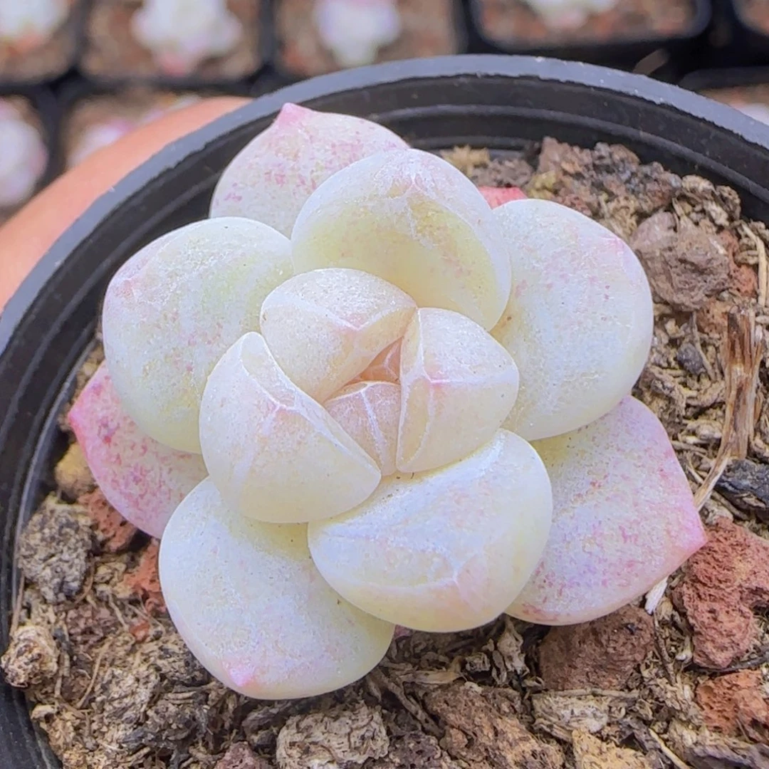 白体钻纹珍妮冰玉一颗单头