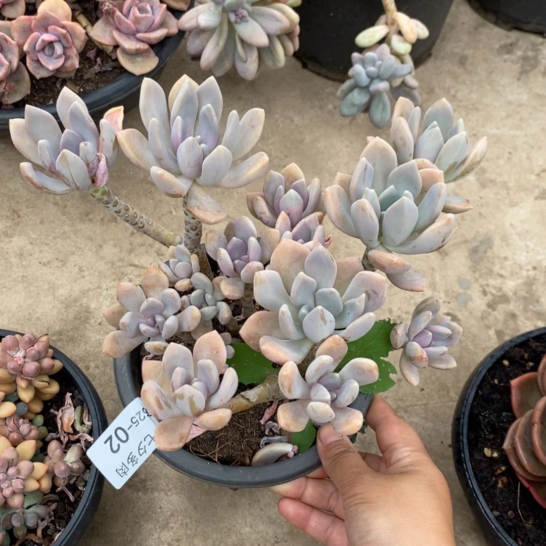 小七夕多肉冬美人02