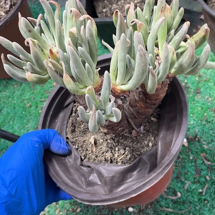 393号银光闪多肉植物