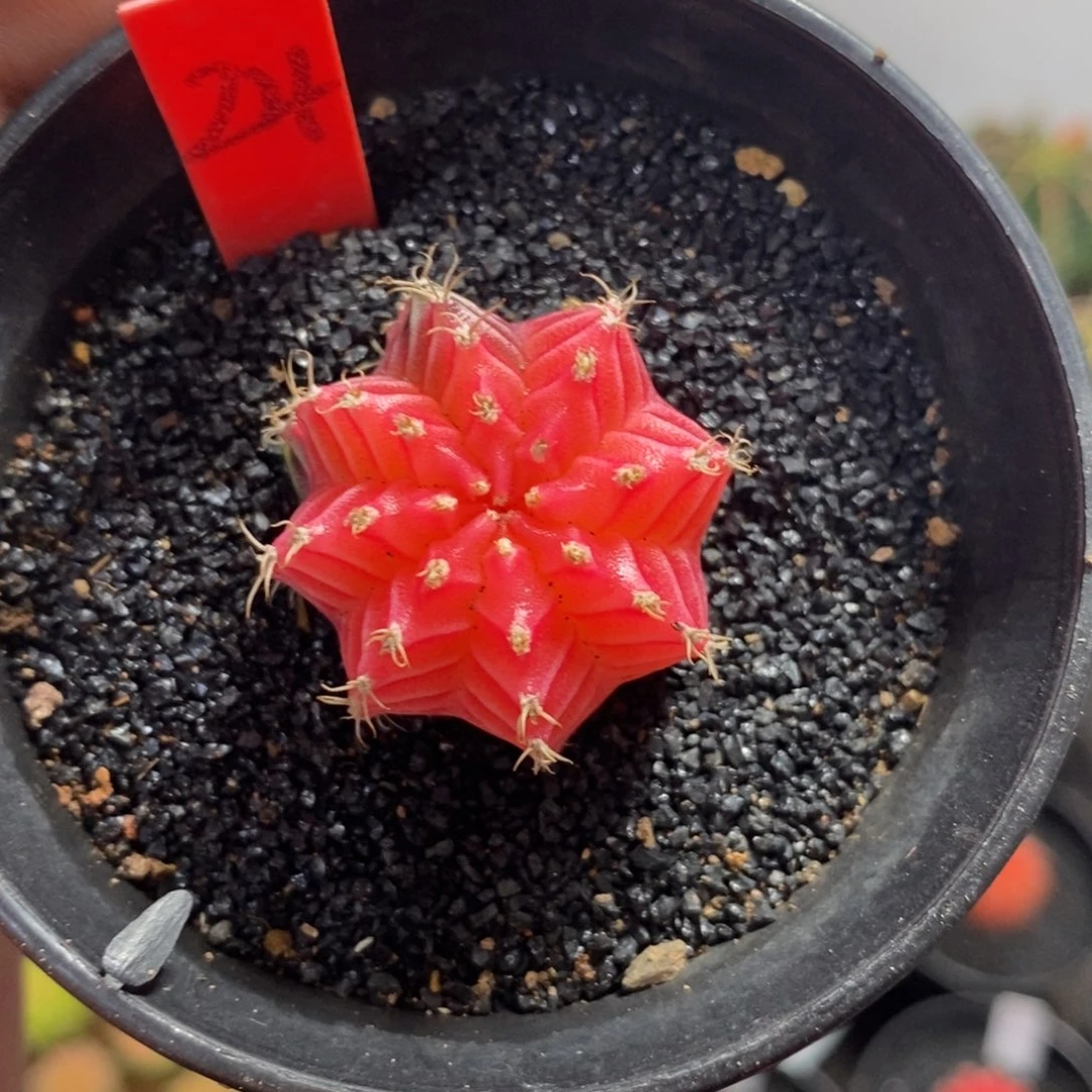 精品米哈—脱土发货42
