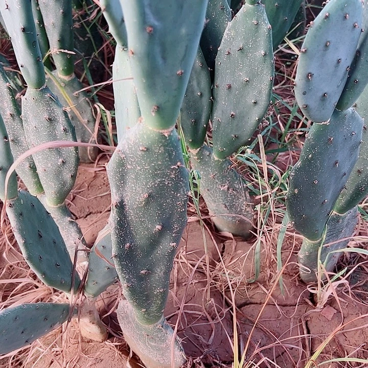 雕***光黄大刺 3+1片切点 我根