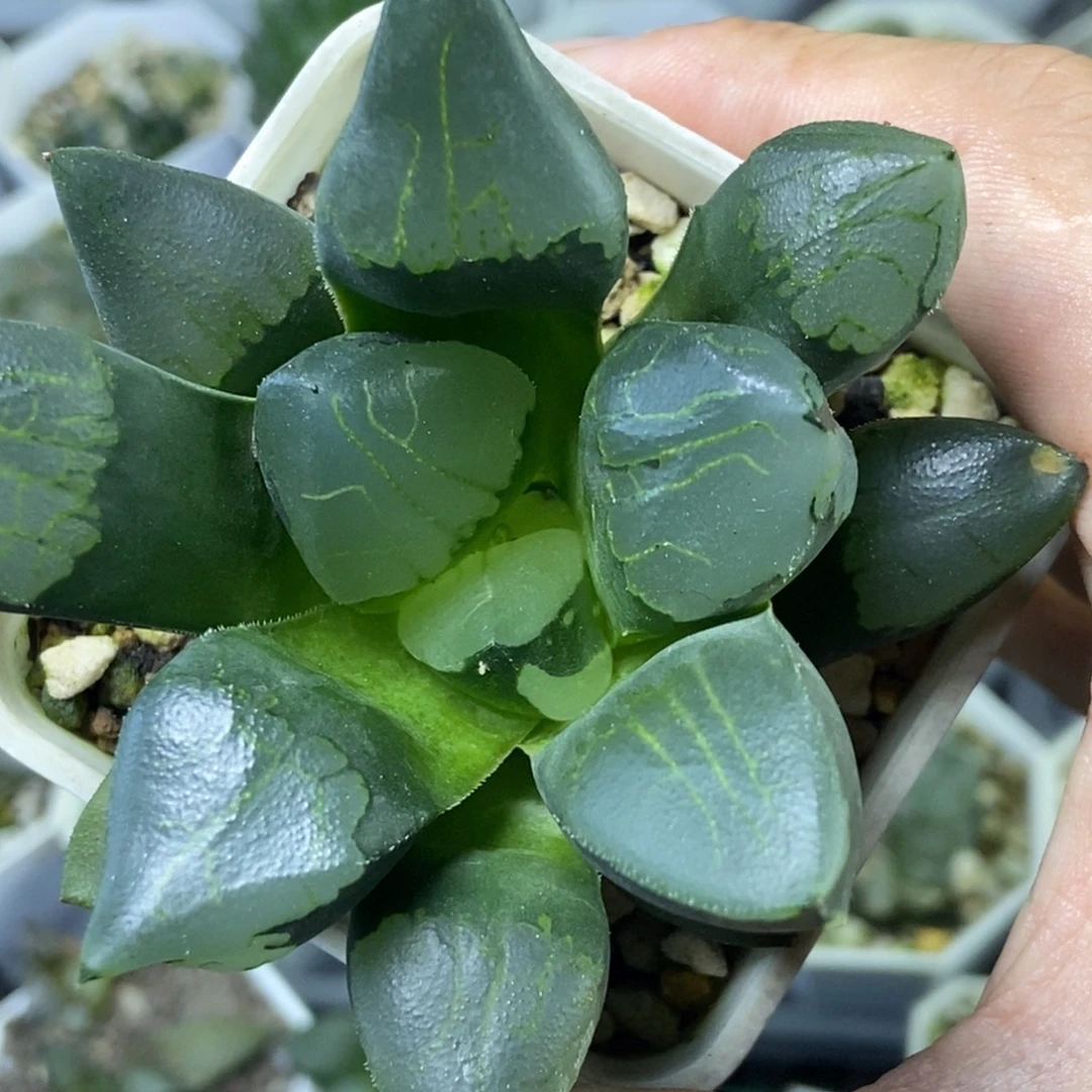 裹克实生一物一拍