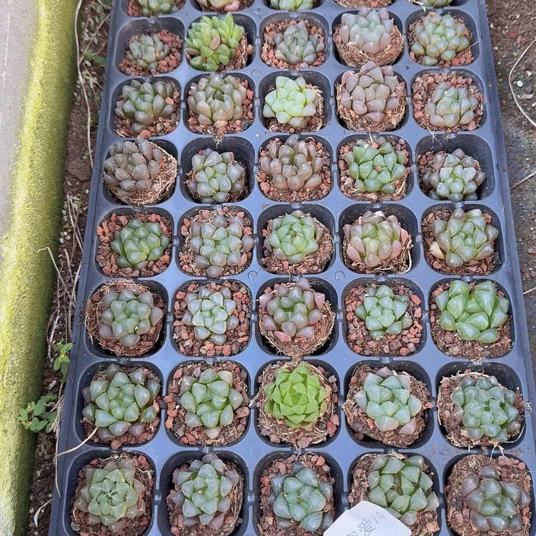 直播福利一物一拍74